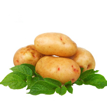 Golden Supplier of New Crop Fresh Potato From China